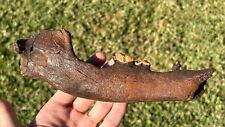 RARE Fossil DIRE WOLF Jaw with Teeth Florida Pleistocene Carnivore Saber Cat picture