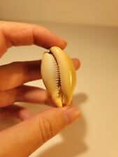 Hand Picked Cowry Shell - Luria Lurida picture