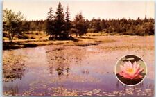 Postcard - Ame's Pond with the pink pond lilies, at Stonington, Maine picture