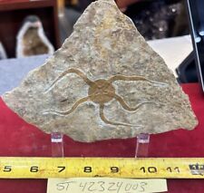 Large Fossil Starfish Geocoma Carinata from Morocco 150 Million Years Old picture
