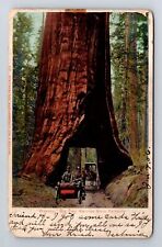 Mariposa Grove CA-California, Wawona, Big Tree, Antique, Vintage c1906 Postcard picture