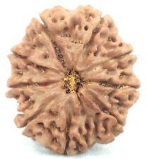 Rare Super collector 9 mukhi rudraksha with 9 seeds - 31.90mm - Nepal -Certified picture