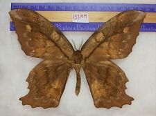HUGE SATURNIIDAE RARE SP. BUTTERFLY MOTH MOUNTED RIKER FRAMED FROM PERU  picture