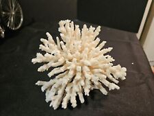 Natural White Branch Finger lace Coral Sea Ocean Reef Aquarium Decor Specimen picture