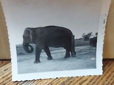 Elephant 1961 Vintage Photo picture