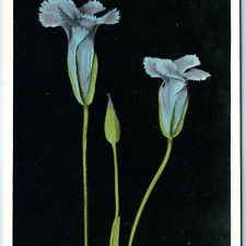 c1910s JE Haynes Fringed Gentian Flower Gentiana Elegans Yellowstone #14023 A222 picture