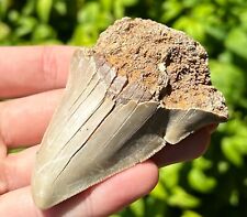 Indonesian Megalodon Sharks Tooth 3” RARE DEFORMED Megladon Natural Indonesia picture