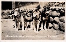 1947, DOGSLEDDING, Chinook Kennels Alaskan Malamute Puppies Real Photo Postcard picture