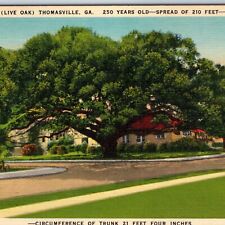 c1940s Thomasville GA Big 250 Years Old Live Oak Tree 
