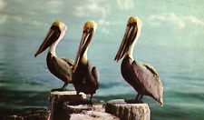 Posted 1958 Three Pelican Birds In Tropical Florida FL Vintage Postcard picture