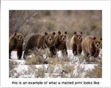 Her Majesty - Grizzly Bear 399 and her 4 Cubs 12