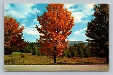 Postcard Early Fall Foliage First Golden Glow of Autumn Begins picture
