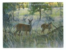 Black River Falls Wisconsin WI Greetings Postcard Deer Scenic picture