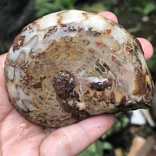 132Gr AMAZING Whole Permian Thin Ammonite full stura Fossil mollusca Timor picture