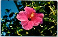 Postcard - The Hibiscus - Hawaii picture