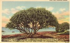 Hala Tree - Hawaiian Islands Linen Postcard picture