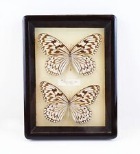 Vintage Butterfly Taxidermy IBEA LEUCONOE CIARA Framed Art 9 1/2” x 7 1/4