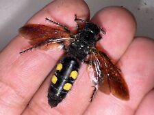 GIANT WASP - CICADA KILLER | Sphecius speciosus picture