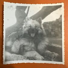 VINTAGE PHOTO Keeshond Dog puppy Original Snapshot related to Spitz Breed Cute picture