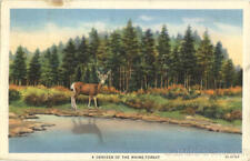 1938 A Denizen Of The Maine Forest American Art Post Card Co. Linen Postcard picture