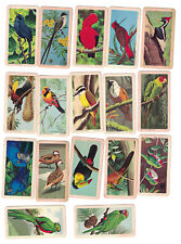 1961 BROOKE BOND TEA - TROPICAL BIRDS Lot of 17 Cards picture