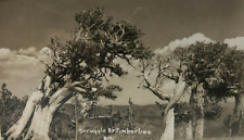 RPPC Postcard - Struggle at Timberline - Mount Evans Colorado - c1947 picture