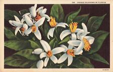 Jacksonville FL Florida, Orange Blossoms, State Flower, Vintage Postcard picture