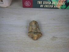 Natural Trilobite Fossil, 500 Million-Year-Old Genuine Trilobite Fossil picture