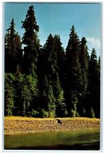 c1950's Humboldt Redwoods State Park Lake Rockefeller Forest CA Posted Postcard picture