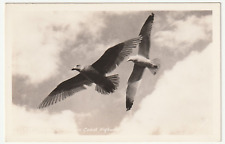 Oregon Coast Highway SEA GULLS Birds RPPC Vintage Photo OR Flying Seagulls picture