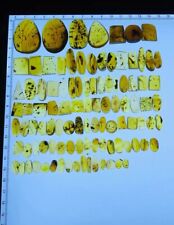 100pc Burmese amber Insect fossil burmite Cretaceous insect fossil amber Myanmar picture