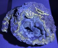 4lb+ Fluorescent Agatized Coral Fossil Geode Botryoidal Blue Agate Tampa Bay picture