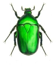 Torynorrhina flammea green ONE REAL SCARAB BEETLE THAILAND UNMOUNTED picture