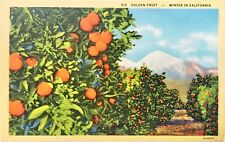 Postcard CA Oranges near the Snow Mountains California Unposted Vintage PC picture