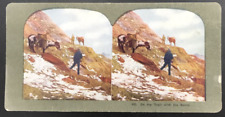 c1900s TW Ingersoll Stereograph #402 On the Trail with the Spoils Hunting picture
