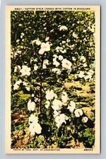 Dixieland TN, Cotton Stalk, Tennessee Vintage Postcard picture