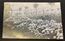 Postcard RPPC Photo Huge Greenhouse Flowers Brooklyn NY 1910 Cancel picture