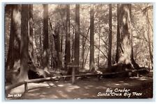 c1940's Big Crater Santa Cruz Big Trees Dirt Road Vintage RPPC Photo Postcard picture