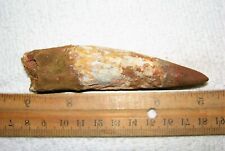 4 INCH LONG SPINOSAURUS TOOTH REAL DINOSAUR TEETH FOSSIL EXTINCT RELIC SPINOSAUR picture