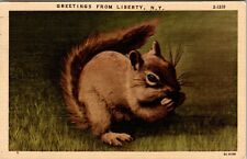  Greetings From Liberty New York Squirrel Eating A Nut 1955 Vintage Postcard picture