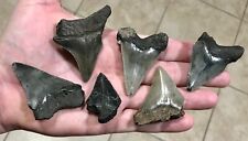 MEGALODON & AURICULATUS BARGAIN PKG -S.W. FLORIDA LAND FINDS-Shark Tooth Fossils picture