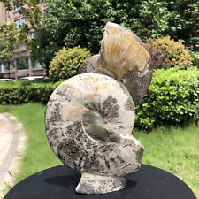 5.25LB Natural Beautiful Ammonite Fossil Conch Crystal Specimen Healing picture