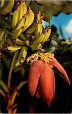 Sarasota FL Florida Banana Blossom 1967 Tropical Fruit Vintage Postcard picture