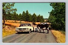 Black Hills SD-South Dakota, Custer State Park, Donkeys Begging Vintage Postcard picture