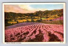 CA-California, Foothill Orchard, Antique, Vintage Postcard picture