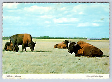 Vintage Postcard Plains Bison Moose Jaw Wild Animal Park picture