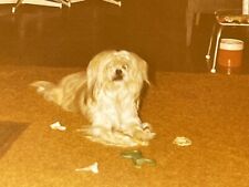 GG Photograph 1980 Cute Adorable Little White Dog Playing With Toys Long Hari picture