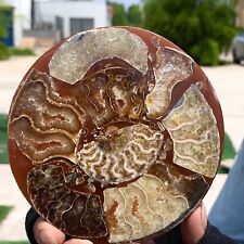 146G Rare Natural Tentacle Ammonite Fossil Specimen Shell Healing Madagascar picture