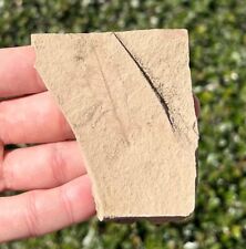 Oregon Fossil Leaf in Rock Quercus hannibali Miocene Age Plant picture
