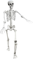 5.4Ft Posable Life Size Human Adult Skeletons Plastic Human Bones with Movable J picture